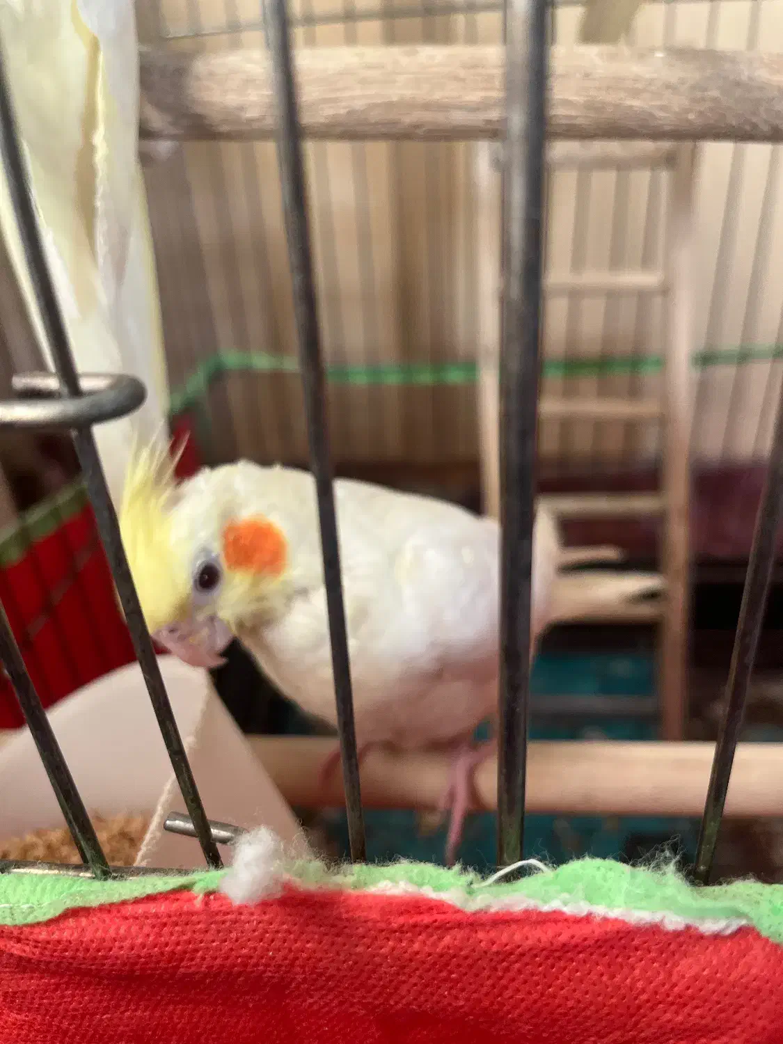 عروس هلندی لوتینو|پرنده|قزوین, |دیوار