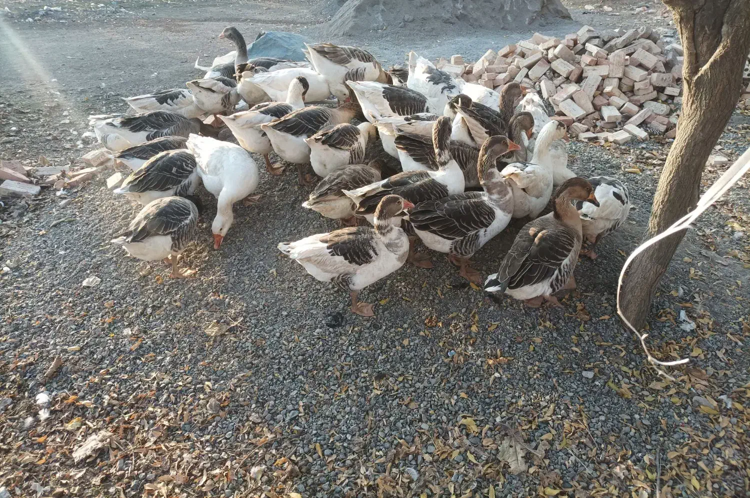 غازهای طبیعی وسنگین وزن|حیوانات مزرعه|قشلاق دشت, |دیوار