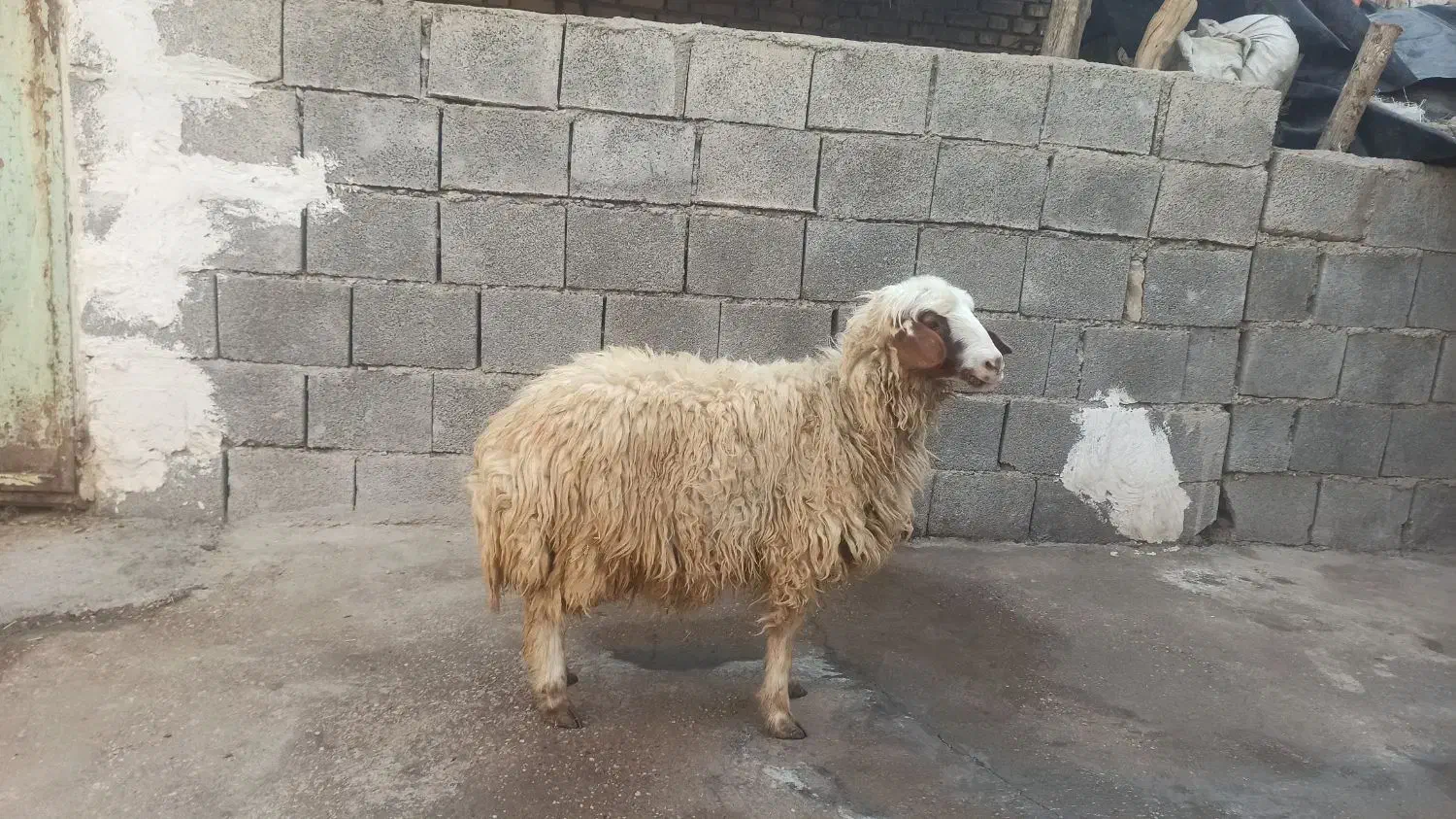 فروش بره ماده چاق،آدرس جنت مکان|حیوانات مزرعه|گتوند, |دیوار