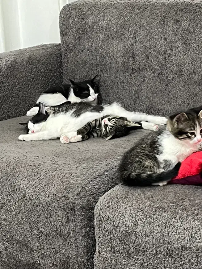 واگذاری بچه گربه ۲ ماهه|گربه|تهران, ارامنه|دیوار