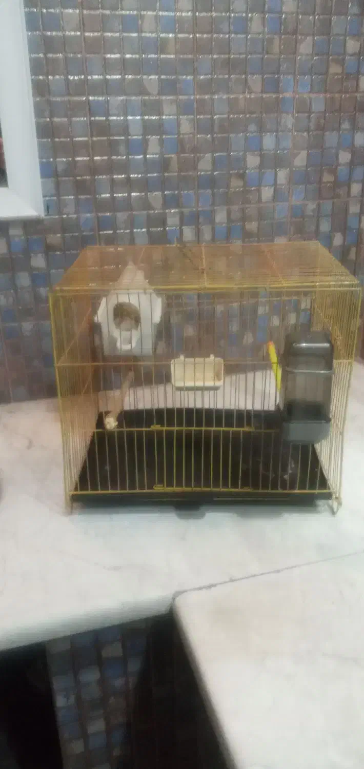 قفس|لوازم جانبی حیوانات|هشتگرد, شهرک صنعتی هشتگرد|دیوار