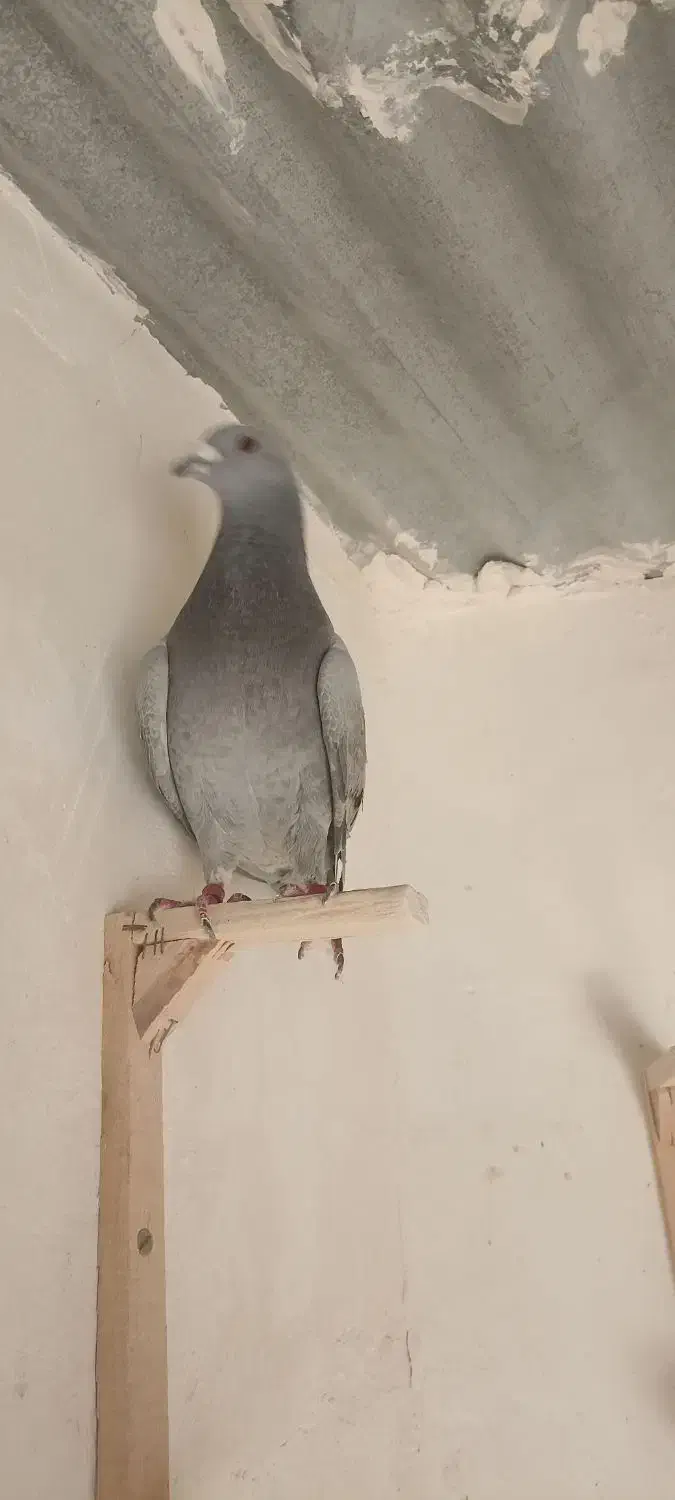 کبوتر مسافتی|پرنده|مشهد, حسین‌آباد|دیوار