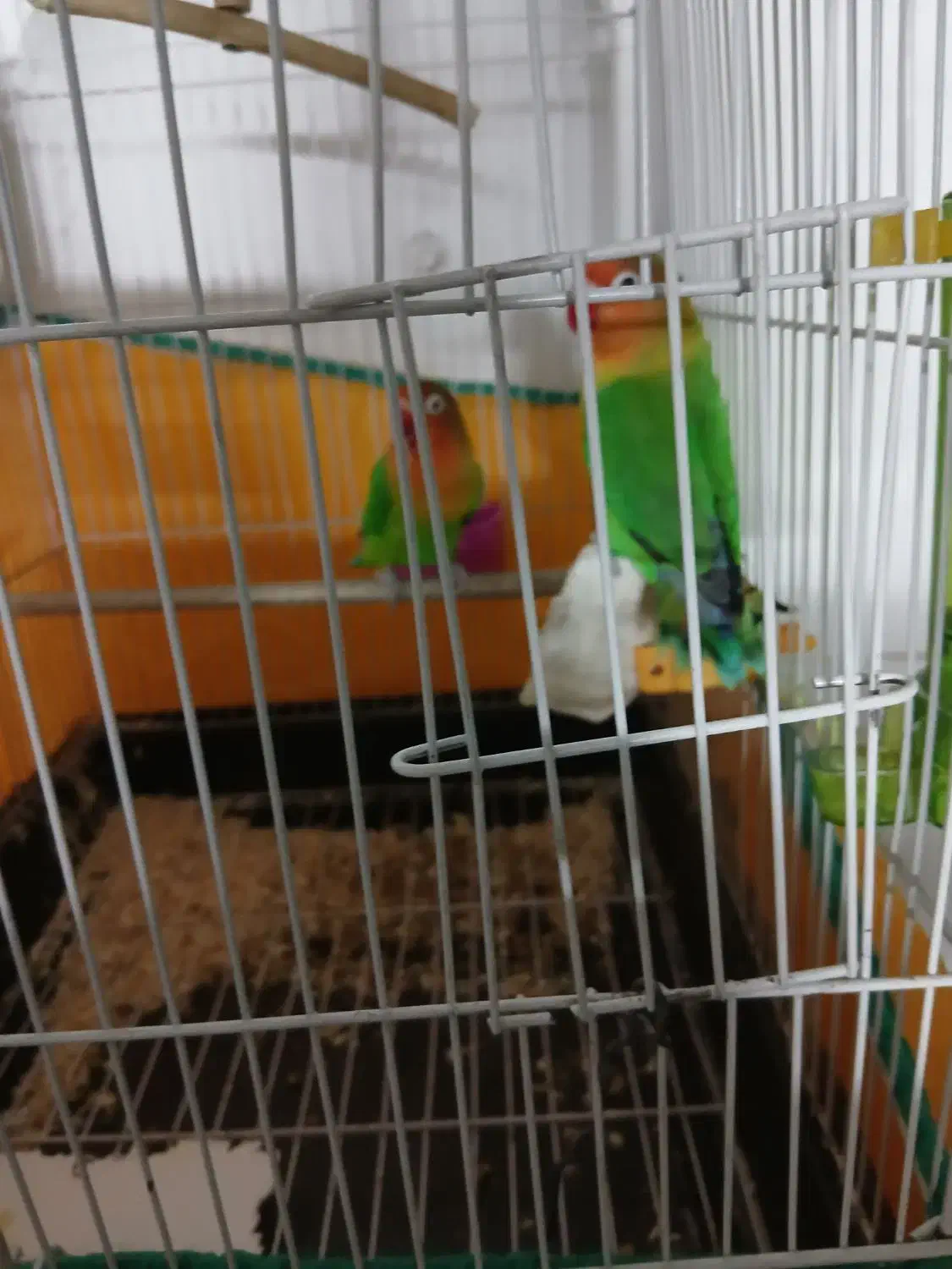 طوطی  برزیلی سبز کوتوله اپال فیشر البینو|پرنده|اصفهان, شهرک صنعتی امیرکبیر (شاپور جدید)|دیوار