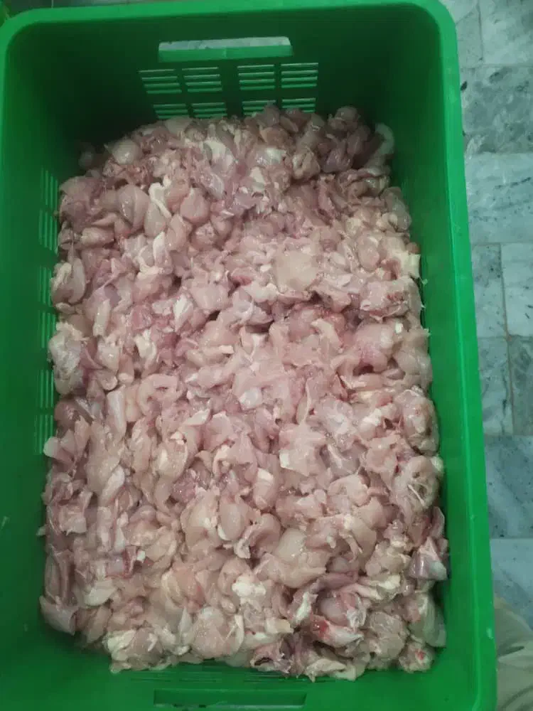 خرده مرغ (بچه فیله)|عمدهفروشی|شریفآباد, |دیوار