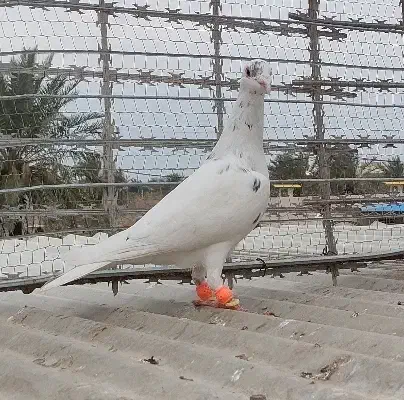 دورگ|پرنده|خرمشهر, |دیوار