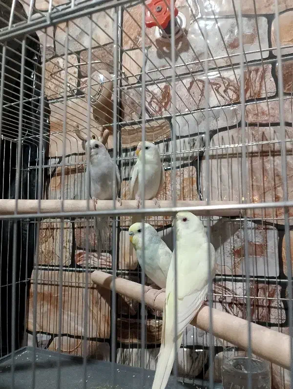 مرغ عشق معمولی|پرنده|قشم, |دیوار