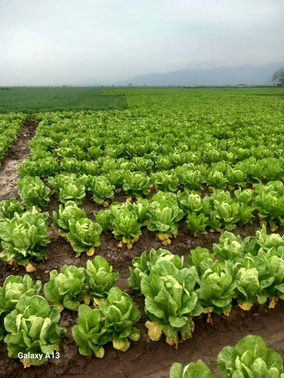 کاهو|خوردنی و آشامیدنی|خان ببین, |دیوار