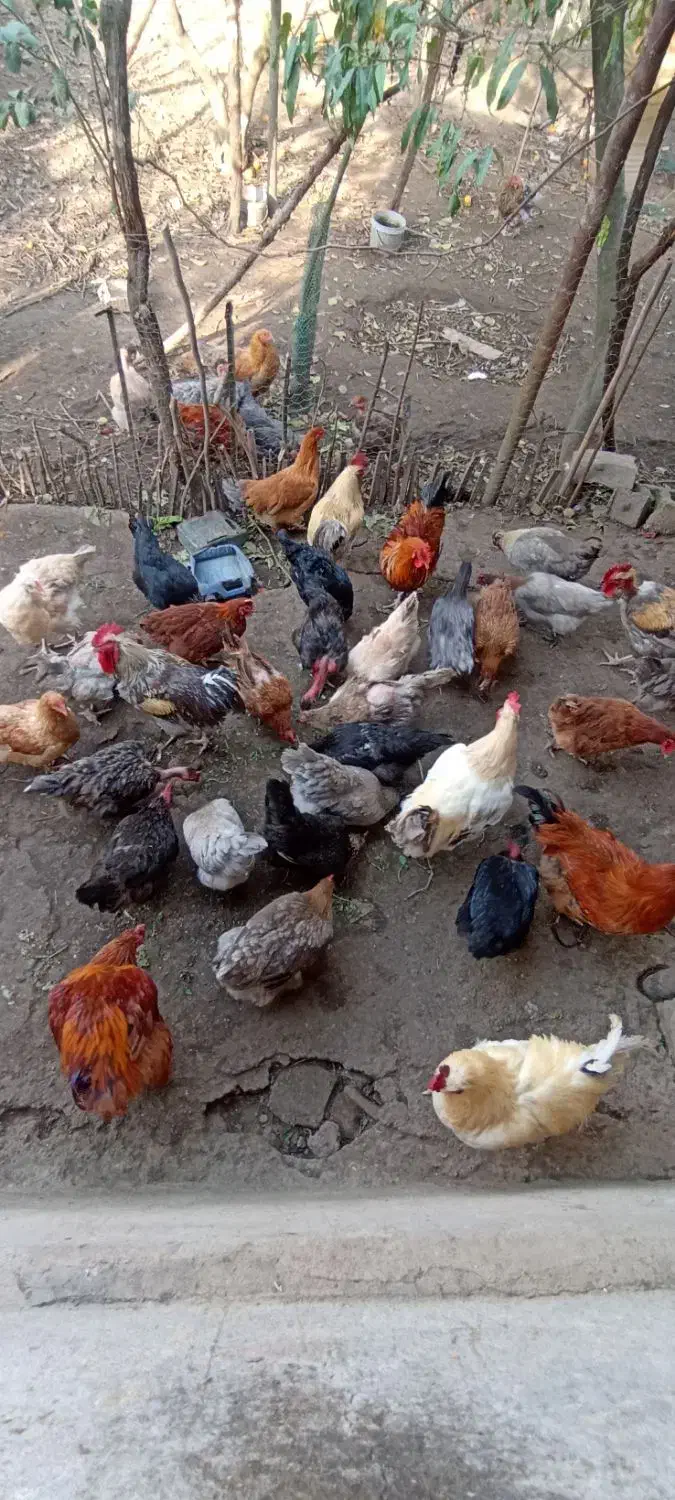 تخم مرغ نطفه دار|حیوانات مزرعه|بابل, |دیوار