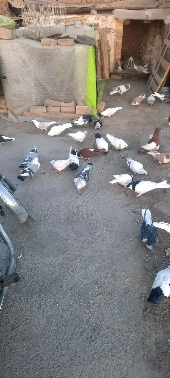 ساده|پرنده|کاشمر, |دیوار