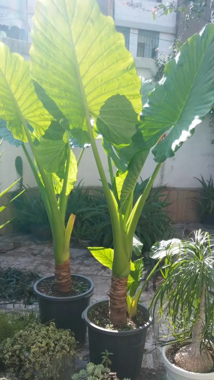 بابا آدم جاینت|گل و گیاه طبیعی|تنکابن, |دیوار