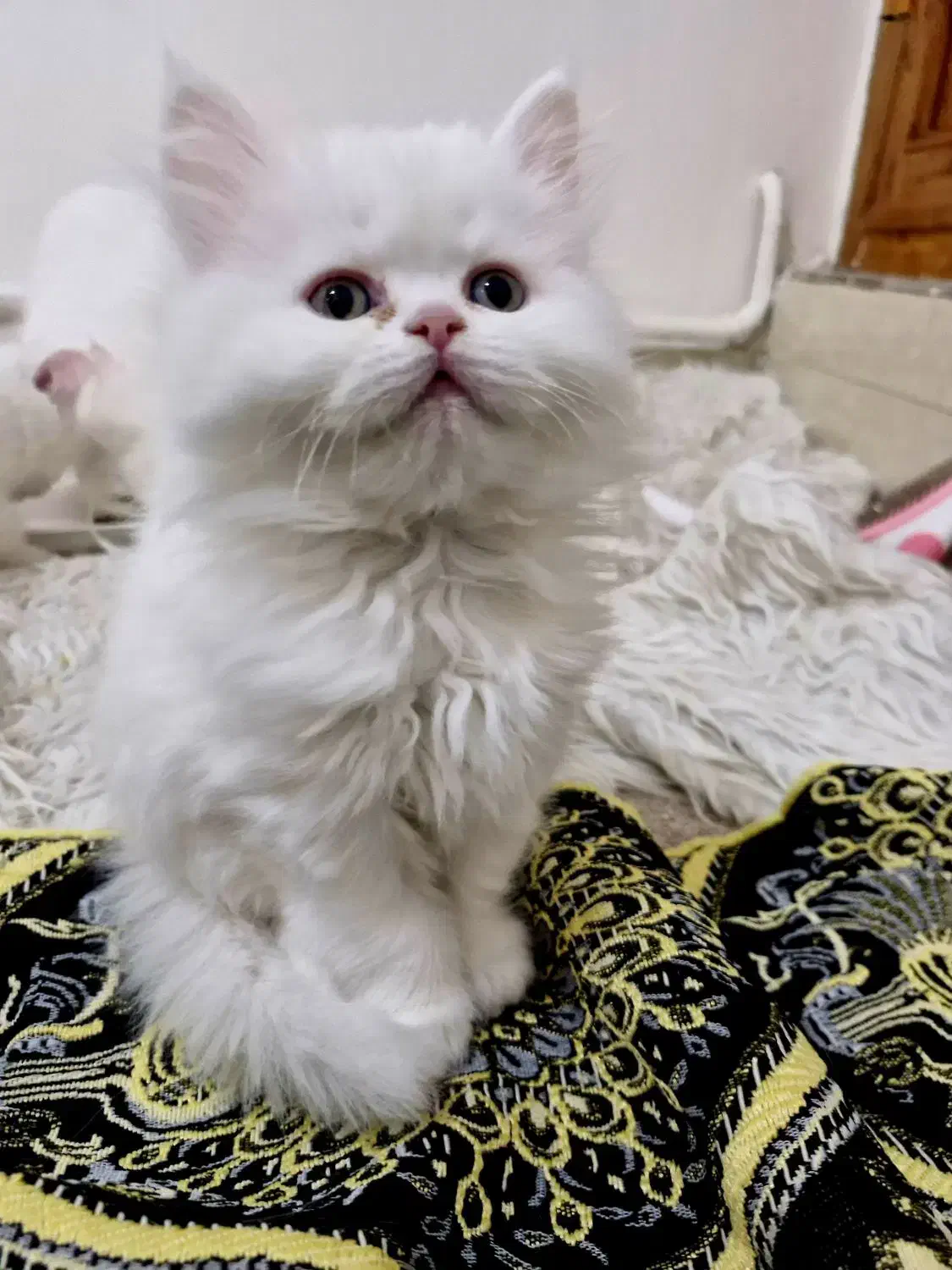 گربه مادر و پسر دختر پرشین و بریتیش|گربه|تبریز, |دیوار