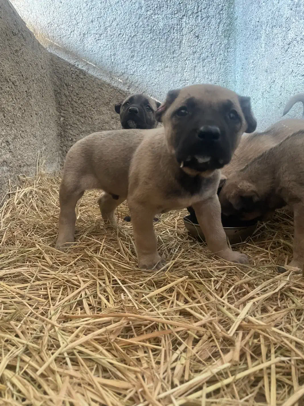 توله سرابی|سگ|پاکدشت, پاکدشت (مامازند)|دیوار