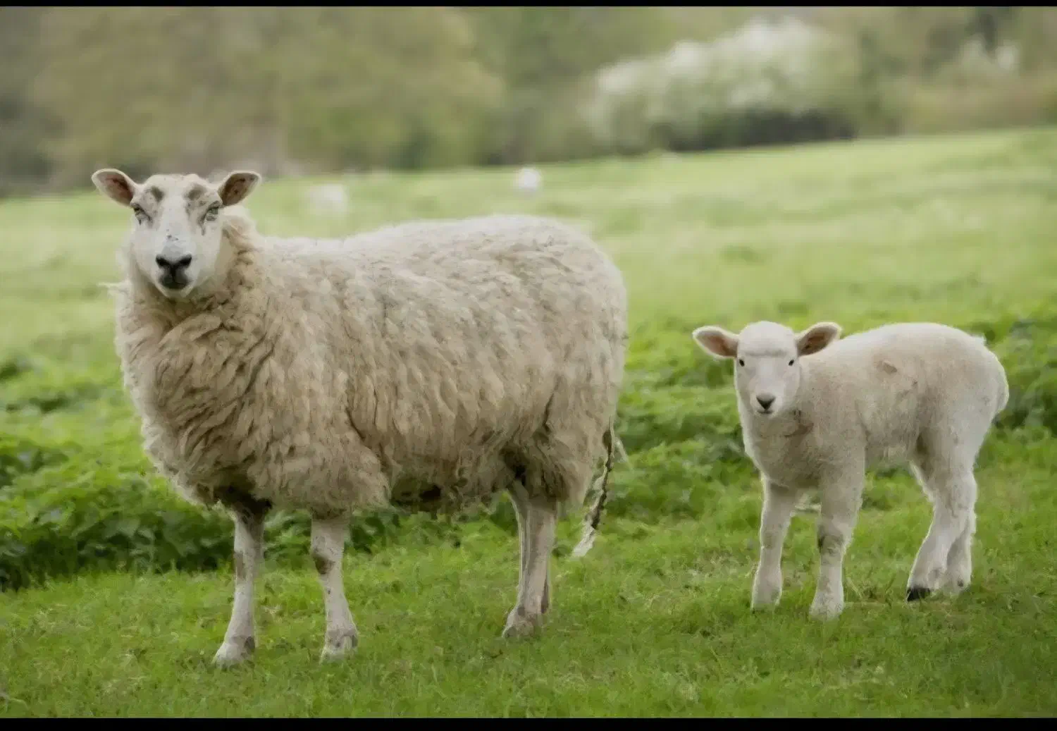 فروش گوسفند با مرغ خروس|حیوانات مزرعه|نسیمشهر, |دیوار