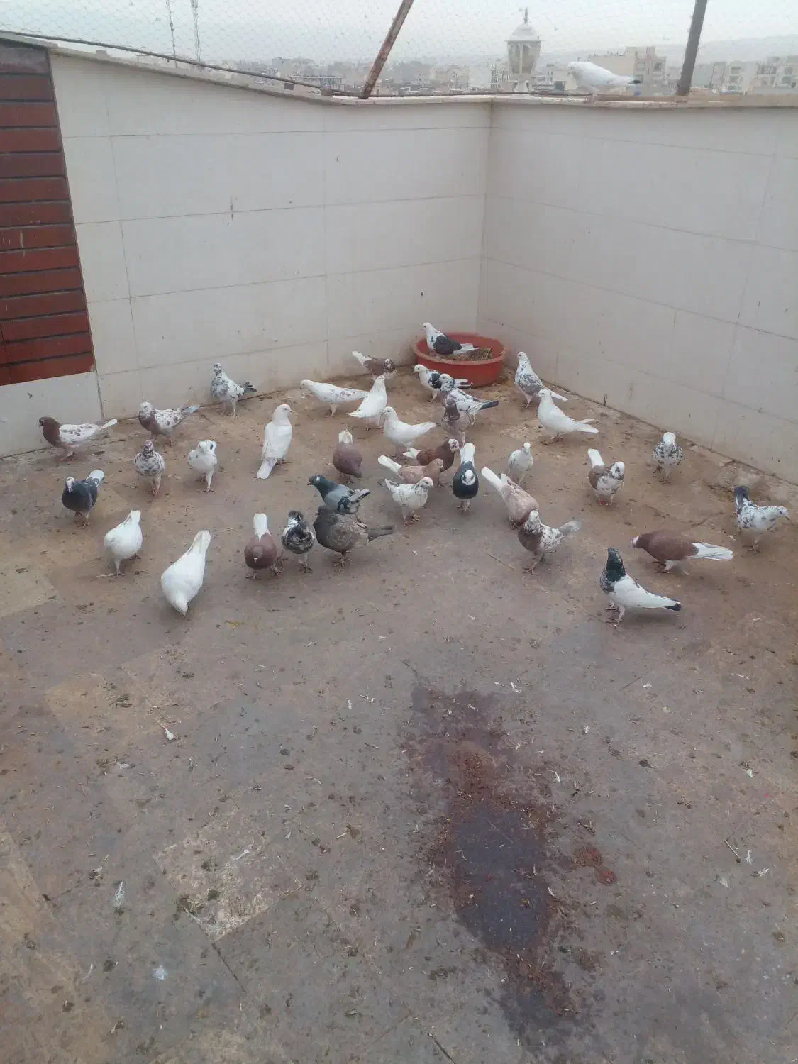 کبوتر پرشی..|پرنده|ساوه, |دیوار