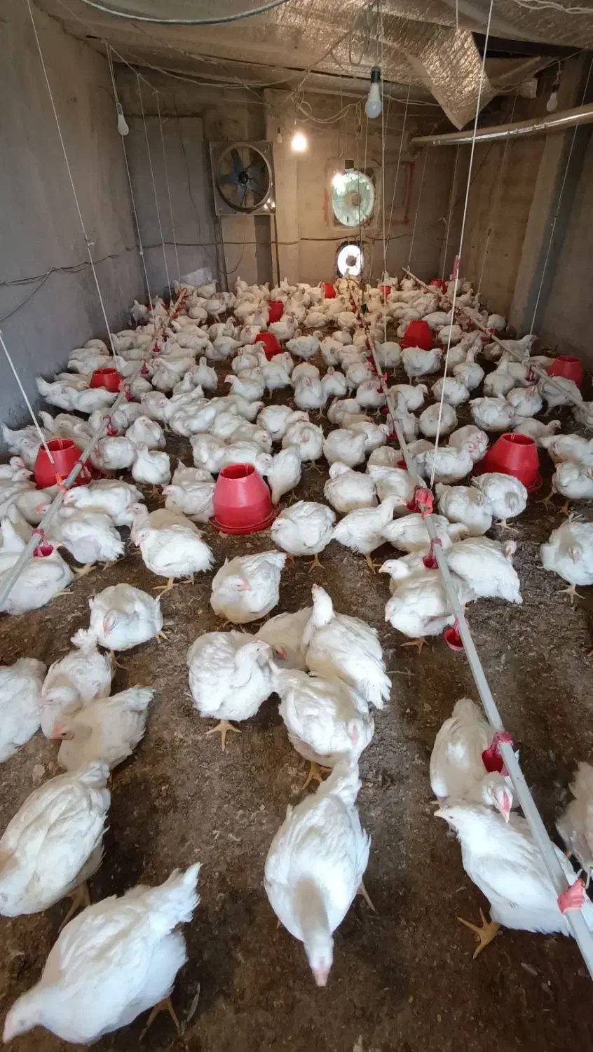 فروش مرغ گوشتی|حیوانات مزرعه|قائمشهر, |دیوار