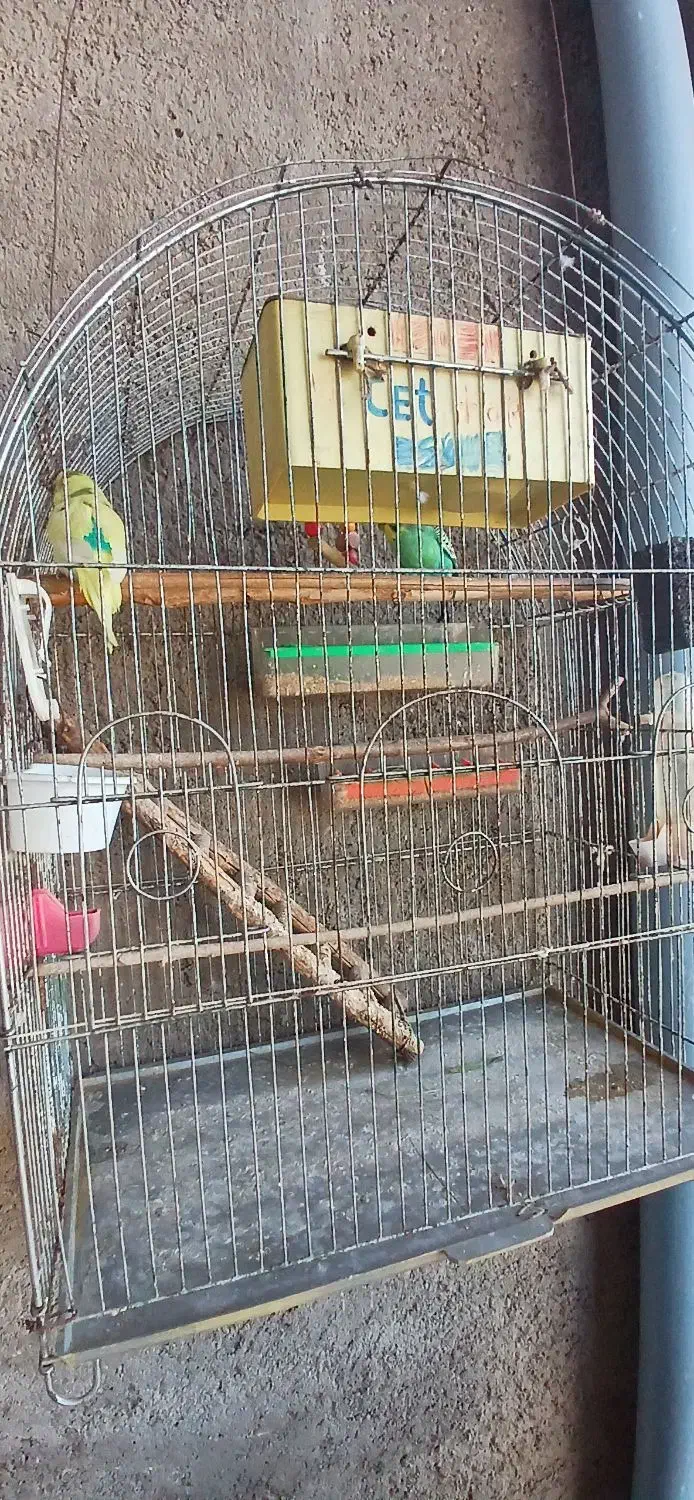 فروش دو عددمرغ عشق همراه بادو عدد قفس وتجهیزات کام|پرنده|گنبد کاووس, |دیوار