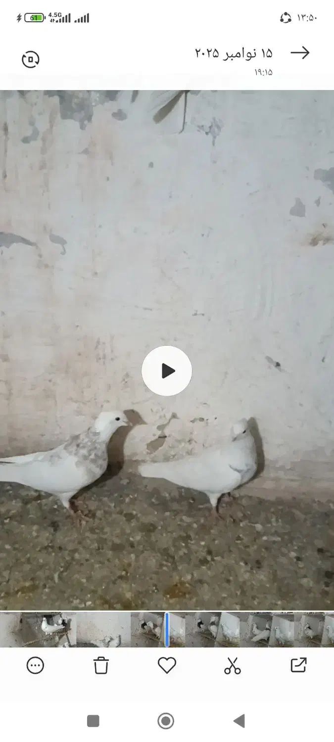 کبوتر|پرنده|دیواندره, |دیوار