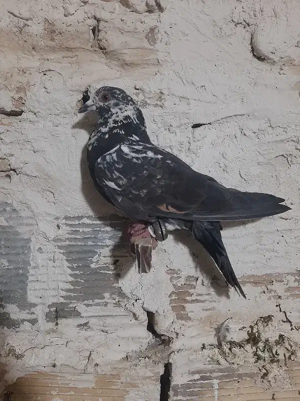 کفتر بوم|پرنده|تربت جام, کشتارگاه|دیوار