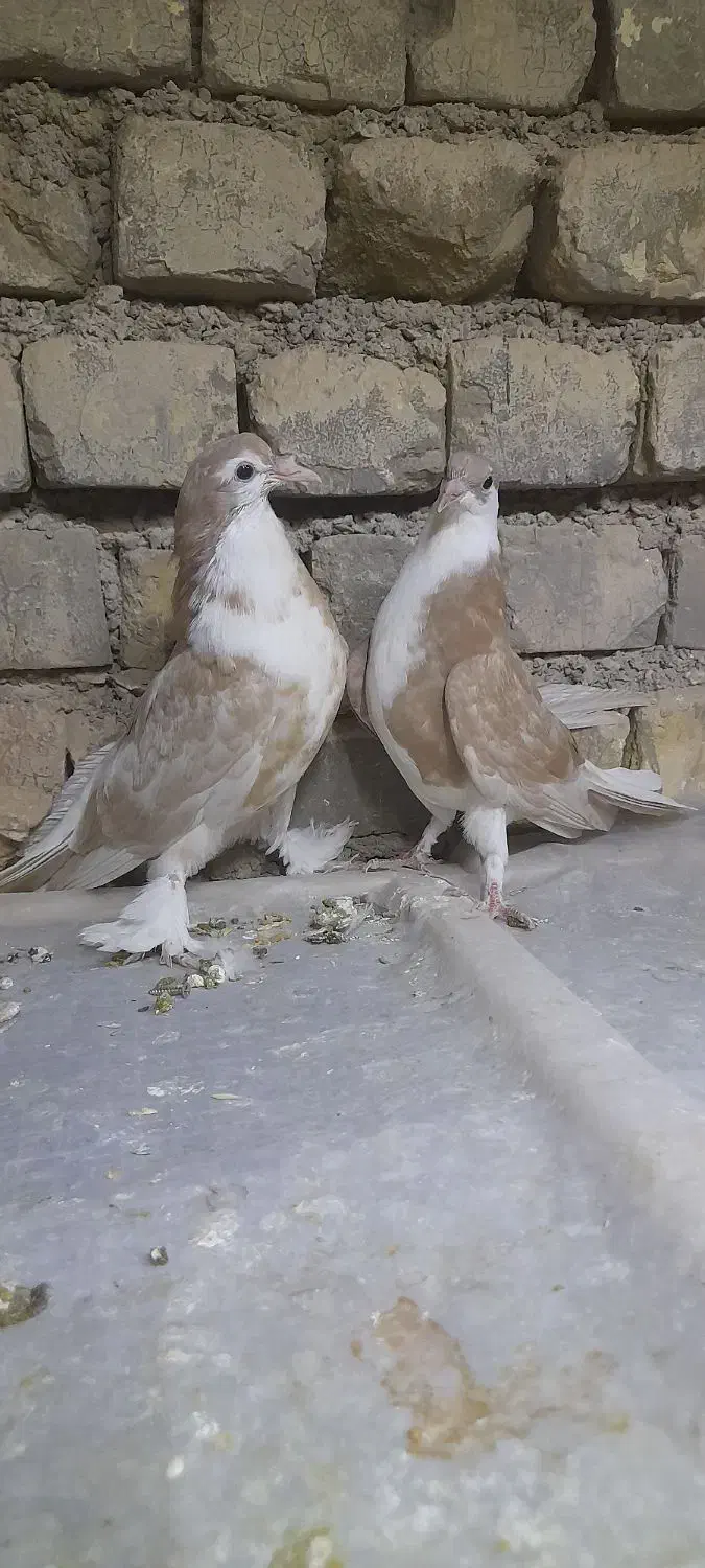 کبوتره دمگیر دوبحر ۳عدد فروشی|پرنده|برخوار, |دیوار