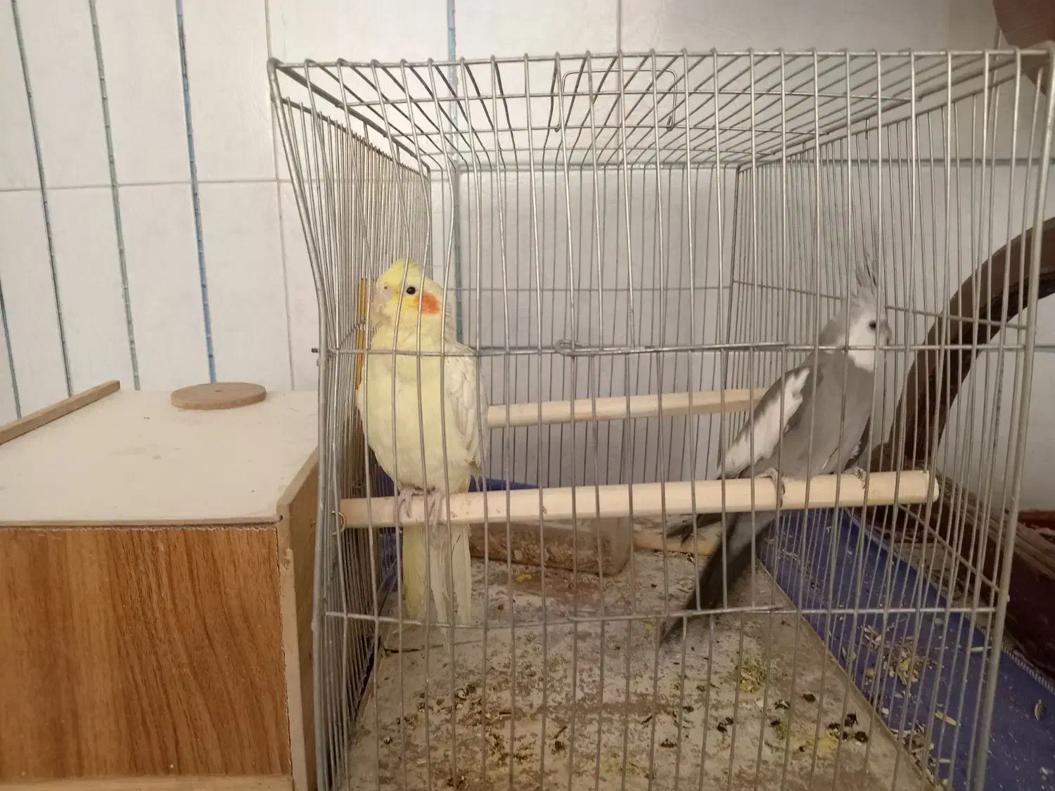 عروس هلندی|پرنده|نجفآباد, شریعتی غربی|دیوار