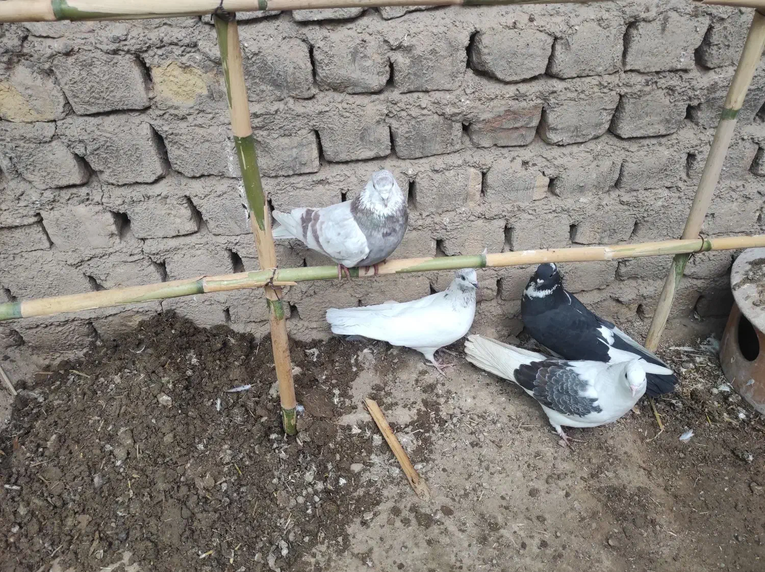 کبوتر|پرنده|ساوه, |دیوار