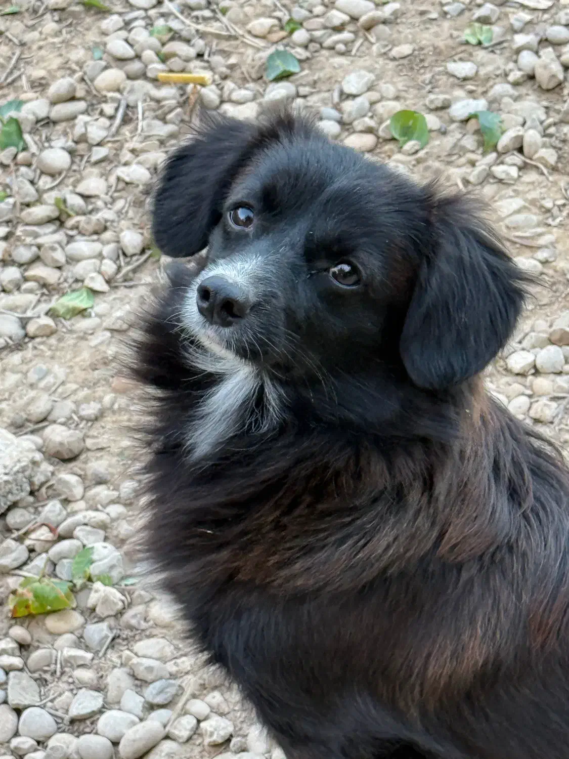 سگ نر ماده|سگ|بندر گناوه, |دیوار