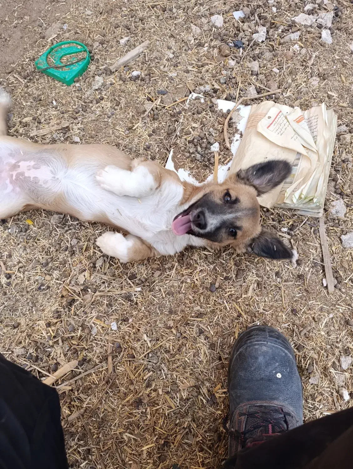 سگ پاکوتاه بازیگوش معاوضه دارم|سگ|طبس, |دیوار