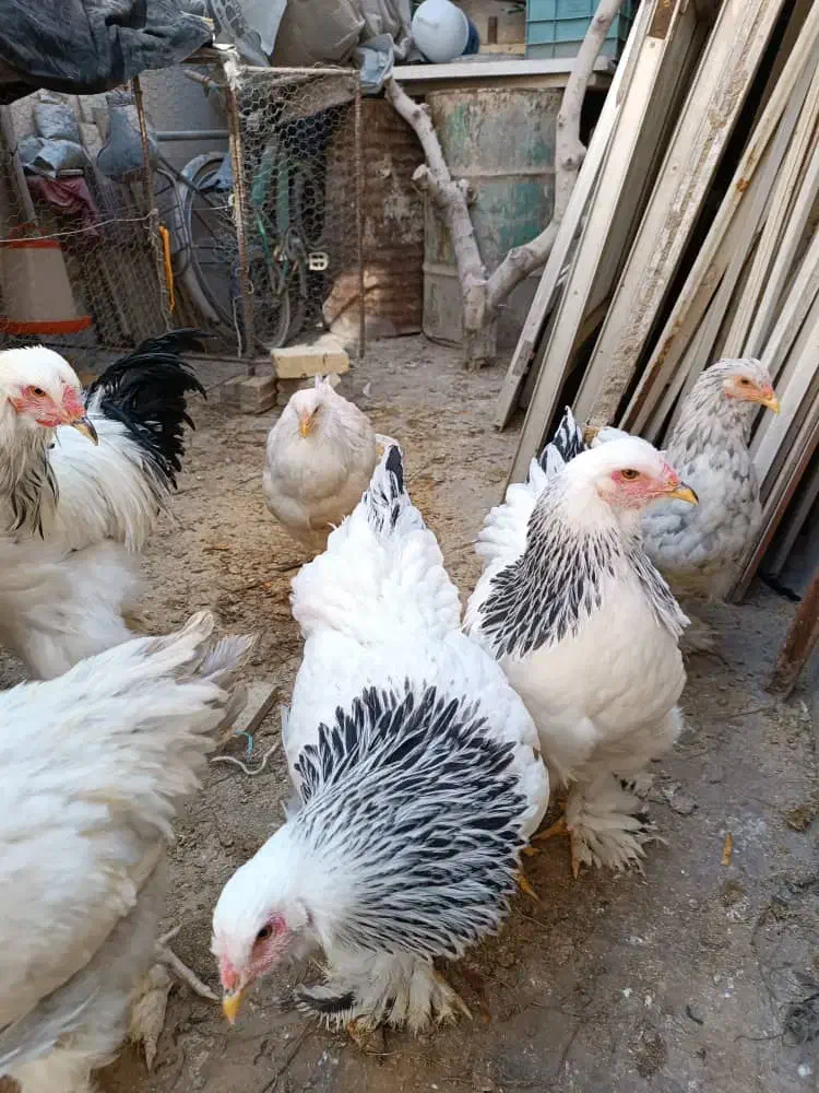 خروس برهما|حیوانات مزرعه|ابریشم, |دیوار