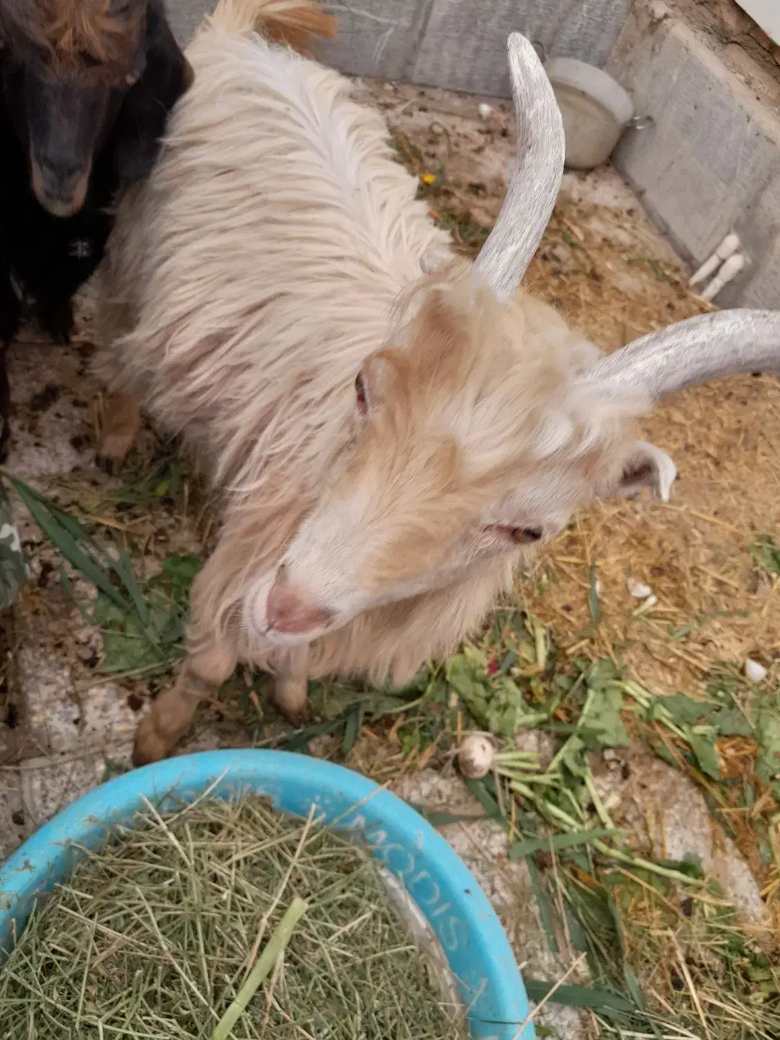 .دوتا بز خونگی جفت نر ماده دوقولو زا َ بشرط|حیوانات مزرعه|حبیب آباد, |دیوار