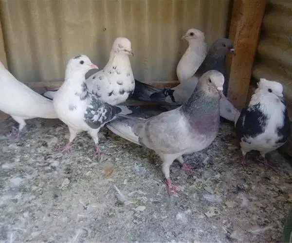 40عددکبوترفروشی|پرنده|قیدار, |دیوار