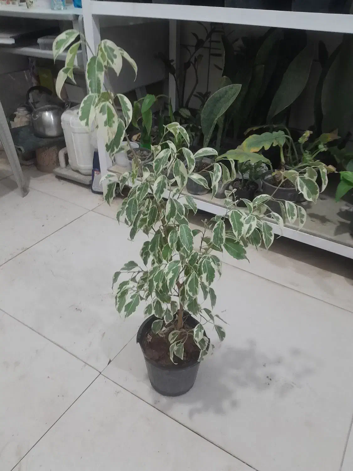 گل آپارتمانی با قیمت مناسب|گل و گیاه طبیعی|بیرجند, |دیوار