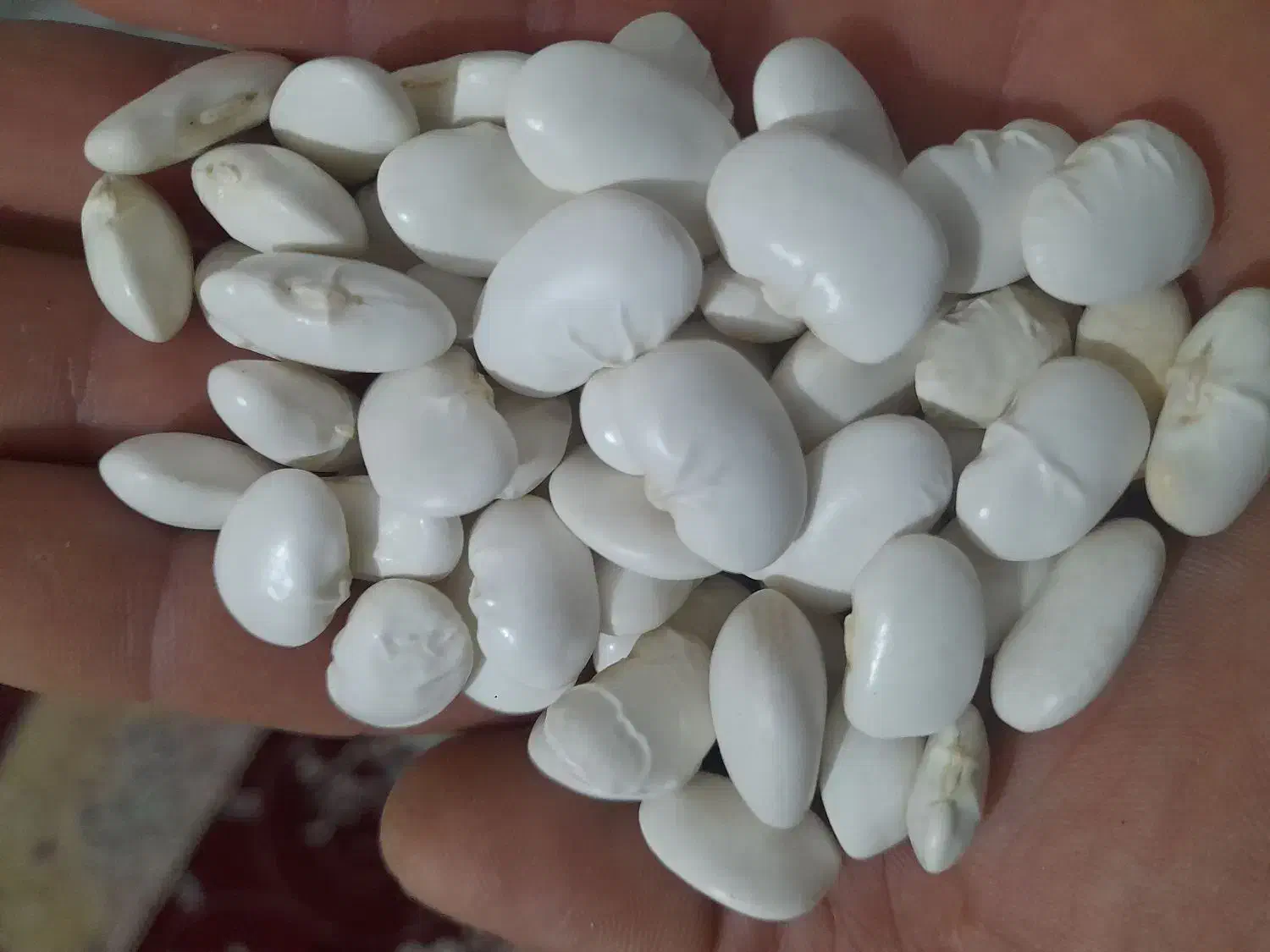 لوبیا عروس تمیز وکشاورزی اعلا|خوردنی و آشامیدنی|سجاس رود, |دیوار