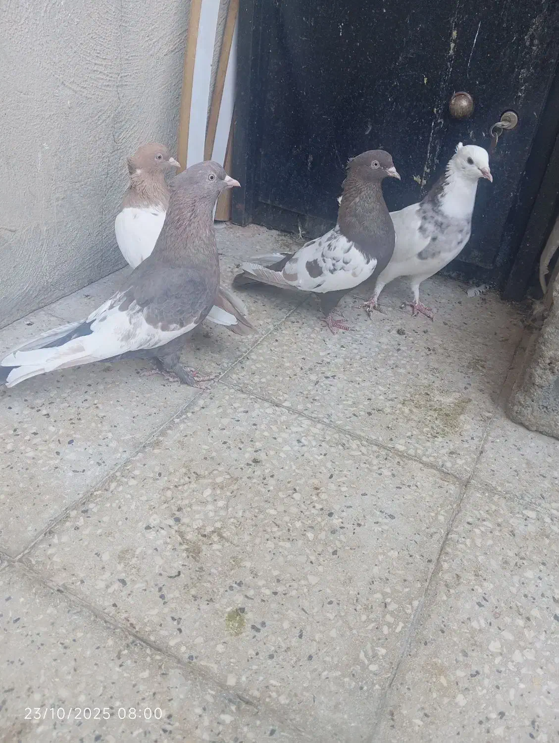 سینه ،طوقی|پرنده|شیراز, جوادیه|دیوار
