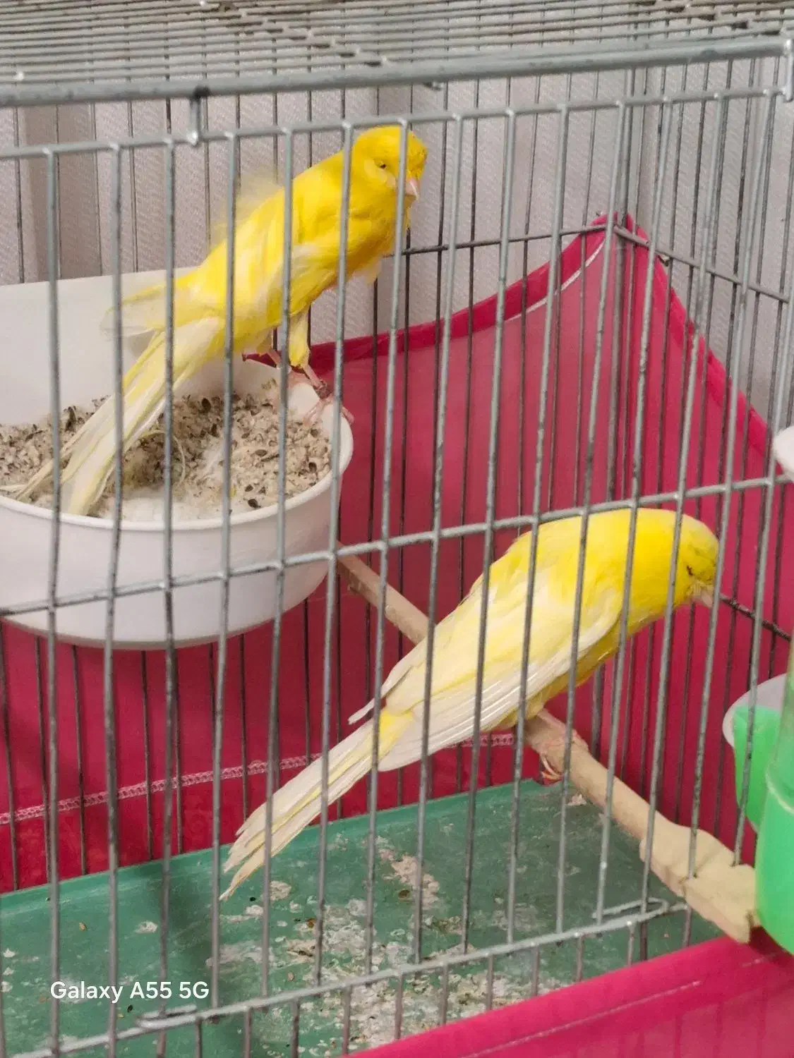 قناری رسمی بلند شاخص|پرنده|تهران, سردارجنگل|دیوار