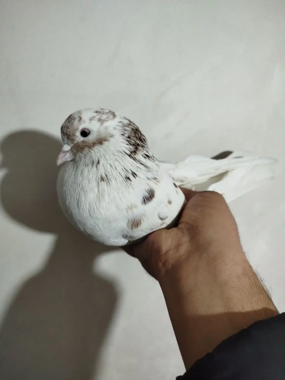 کفتر پرشی شمرون و قم|پرنده|اصفهان, کشاورزی|دیوار