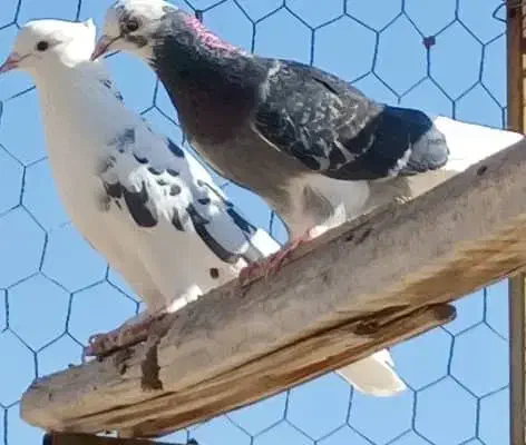 عشقبازان قدیمی|پرنده|کاشان, شهرک صنعتی امیرکبیر ۲|دیوار