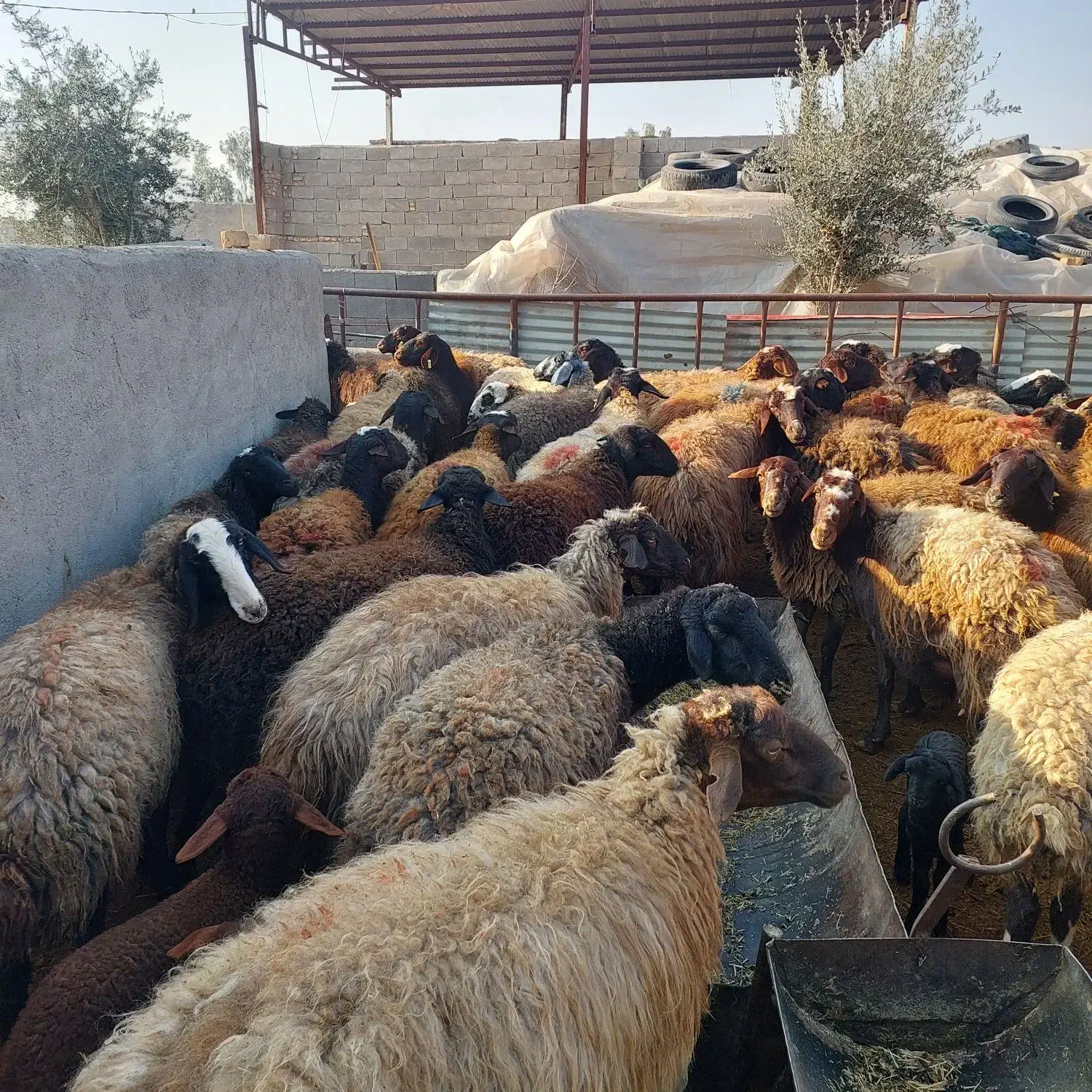 ۸۵راس میش افشار|خدمات پیشه و مهارت|گرمسار, |دیوار