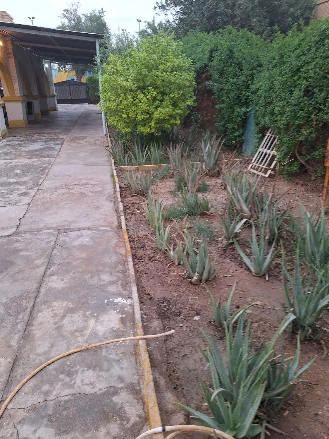 الورا|گل و گیاه طبیعی|آبادان, |دیوار