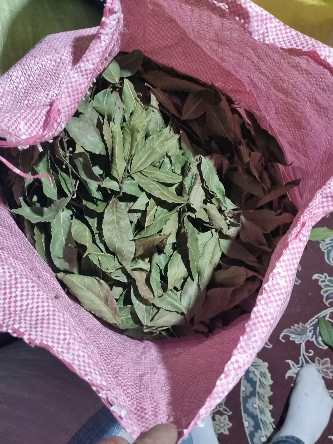 فروش برگ بو|خدمات باغبانی و درختکاری|چابکسر, |دیوار