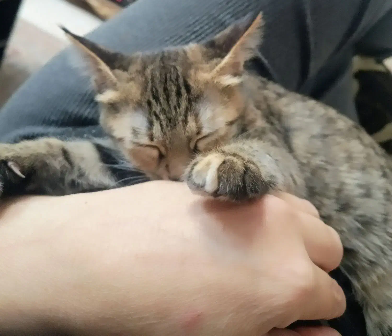 گربه ماده شیطون وبانمک|گربه|تهران, سلیمانی|دیوار