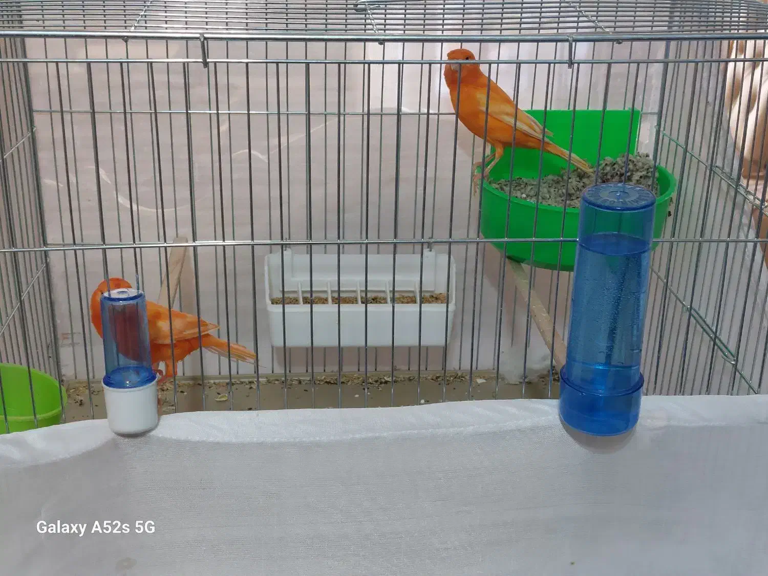 قناری سرخ|پرنده|تبریز, |دیوار