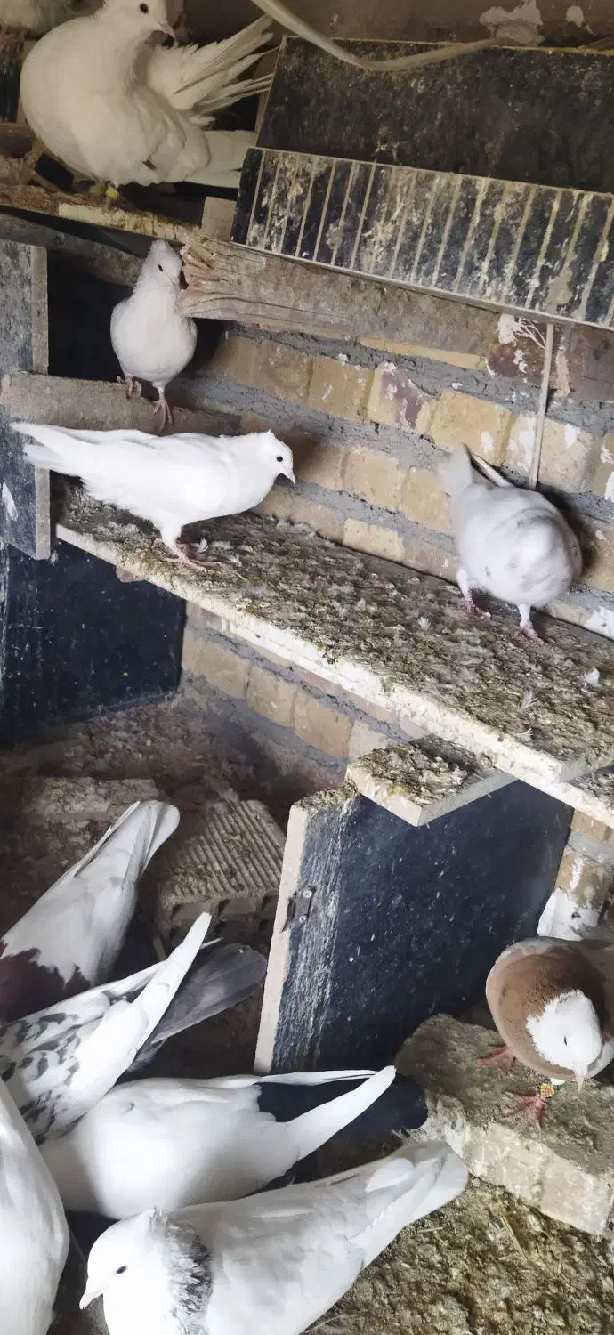 تهرانی خوب|پرنده|دورود, |دیوار