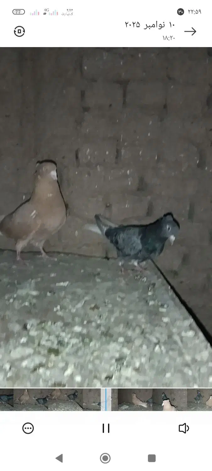 نرماده|پرنده|قلندر آباد, |دیوار