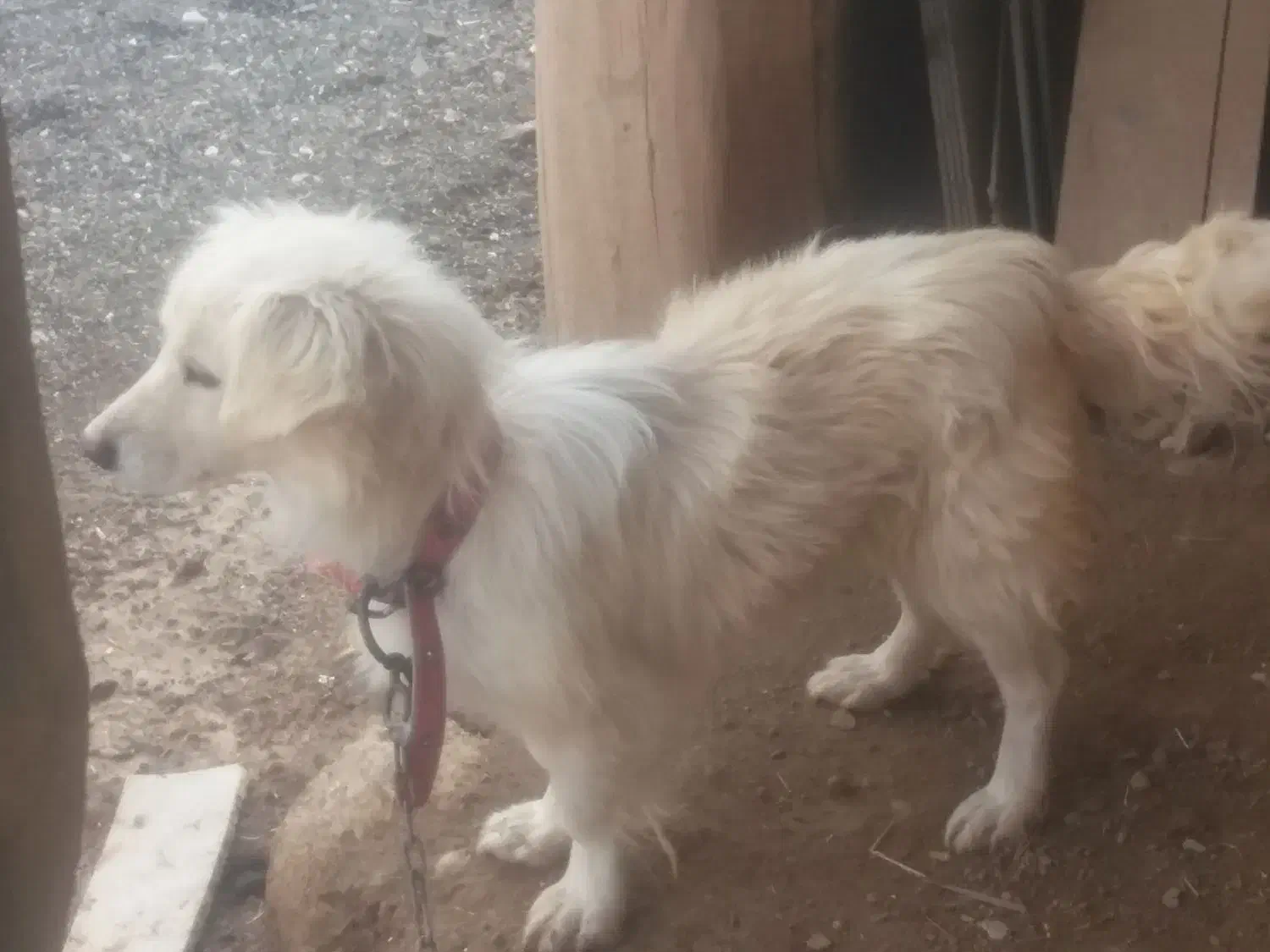 سگ پاکوتاه|سگ|لالجین, |دیوار