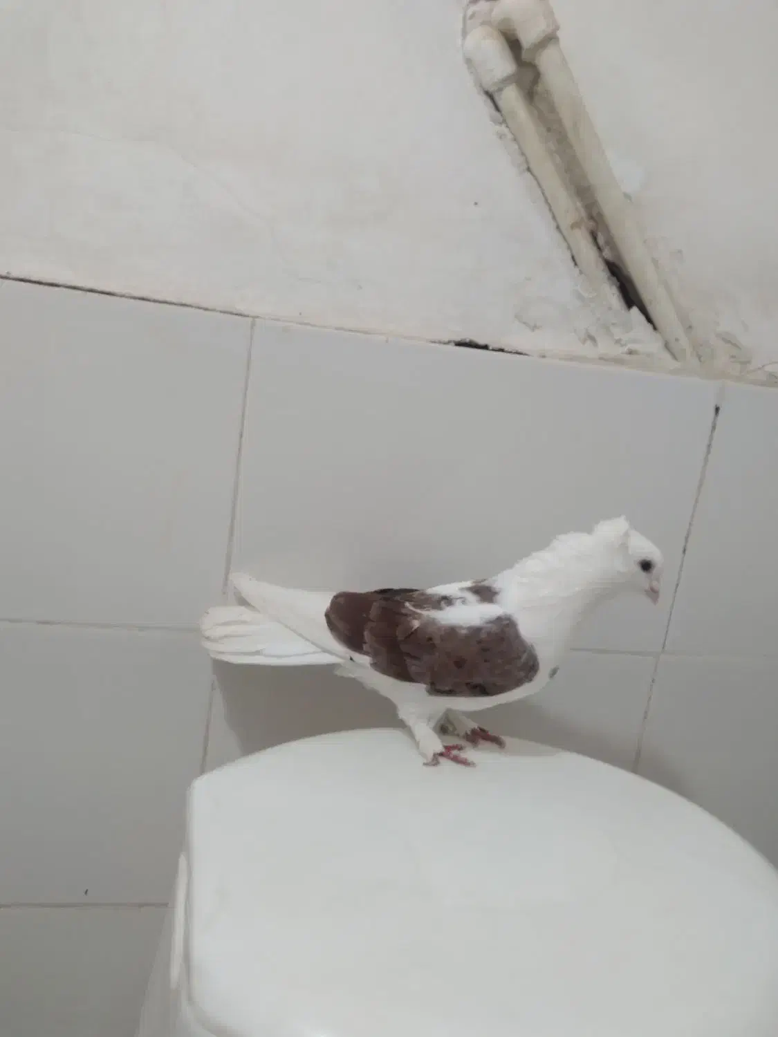 کفتر صید ۶عددنر قلدور|پرنده|مشهد, شهید قربانی|دیوار