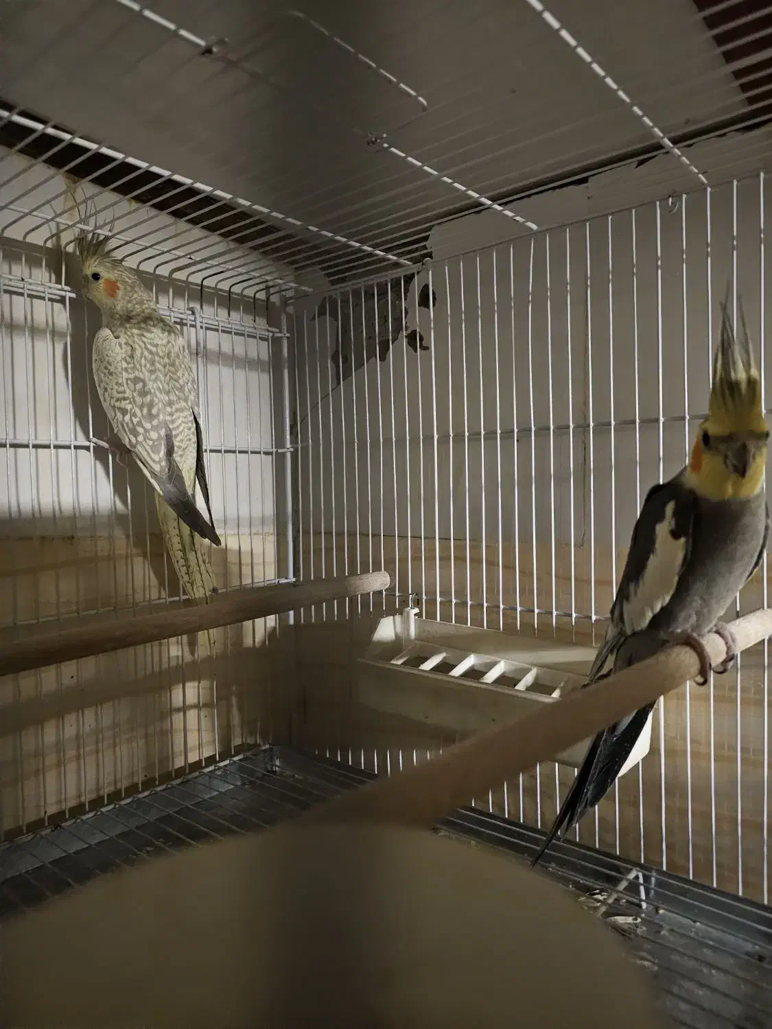 جفت های عتیقه عروس هلندی|پرنده|شیراز, میانرود|دیوار