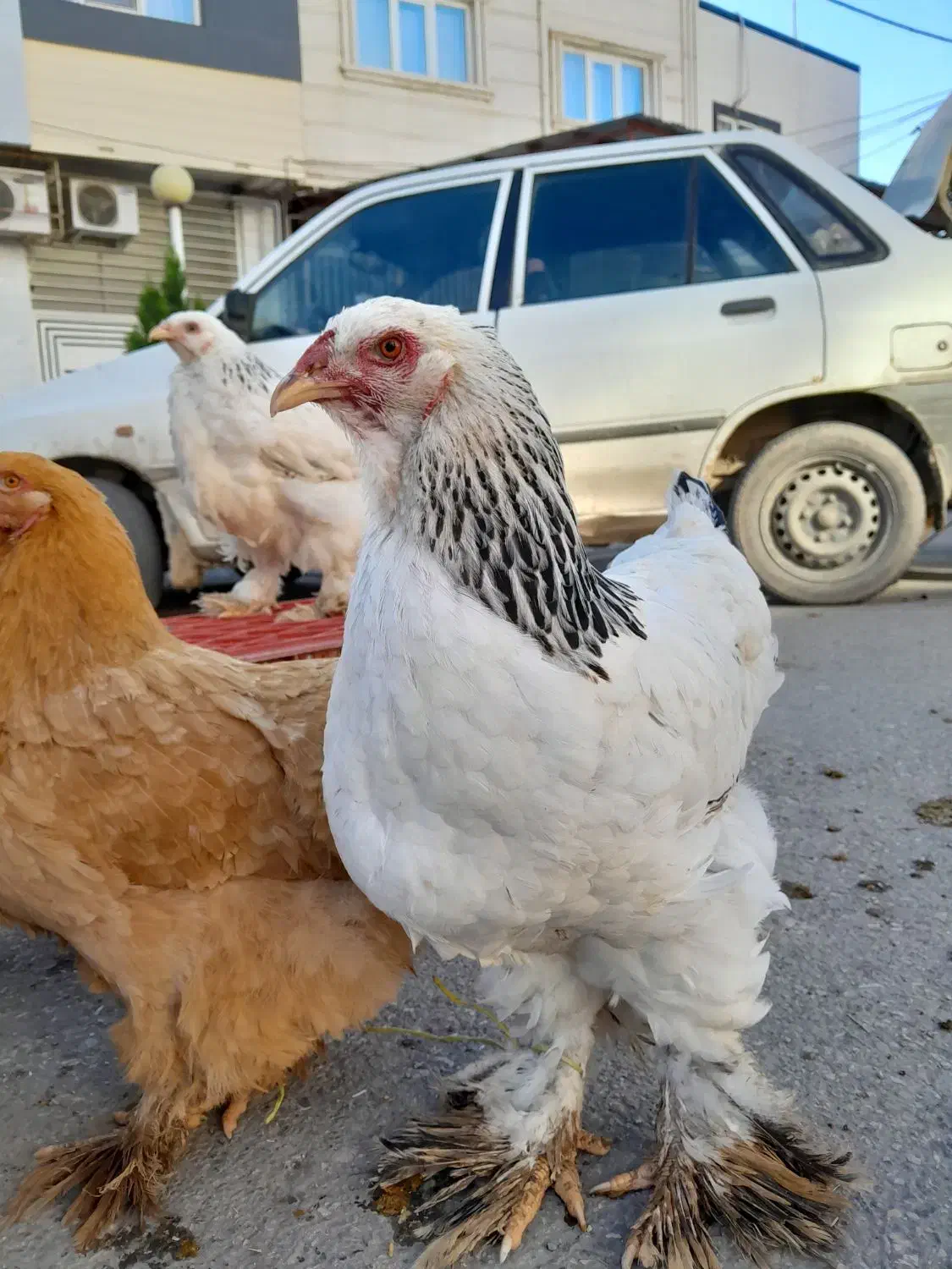 مرغ و خروس برهماه امپراطور|حیوانات مزرعه|گرگان, |دیوار