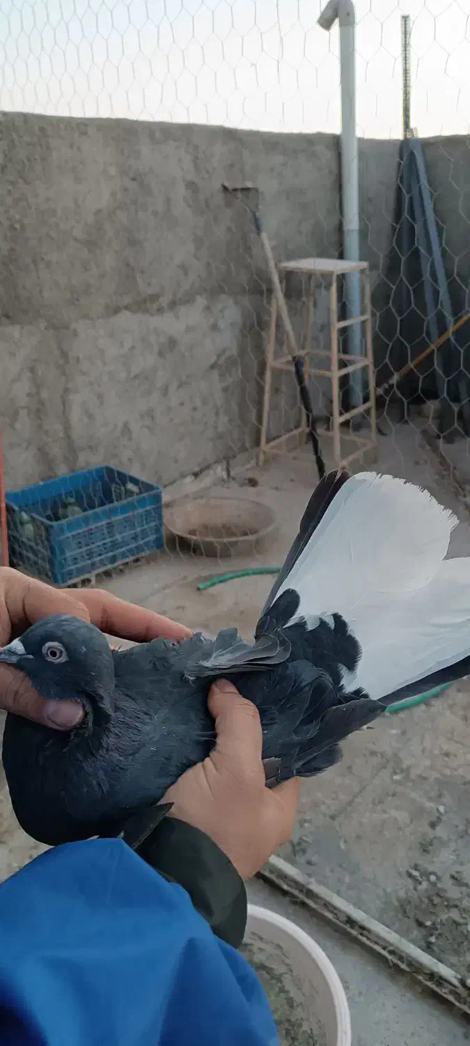 زاغ دم سفید|پرنده|ورامین, خیر آباد|دیوار