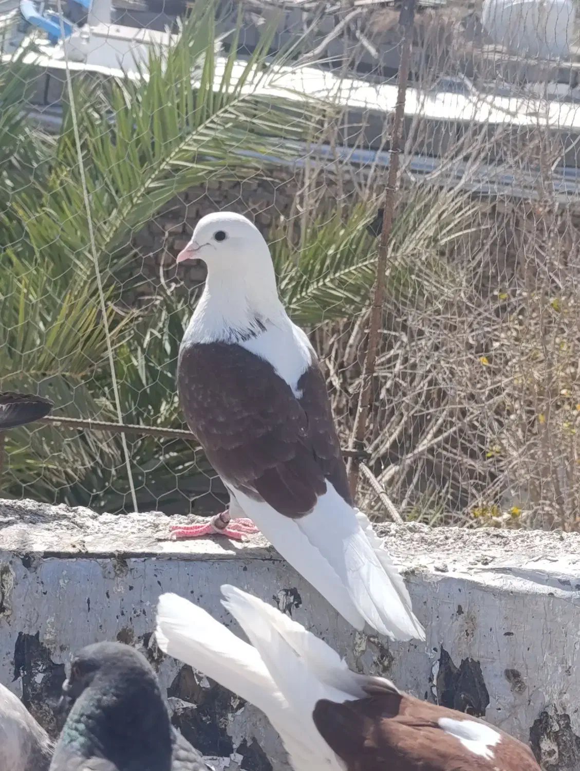 نر ماده کبوتر تهران|پرنده|زابل, |دیوار