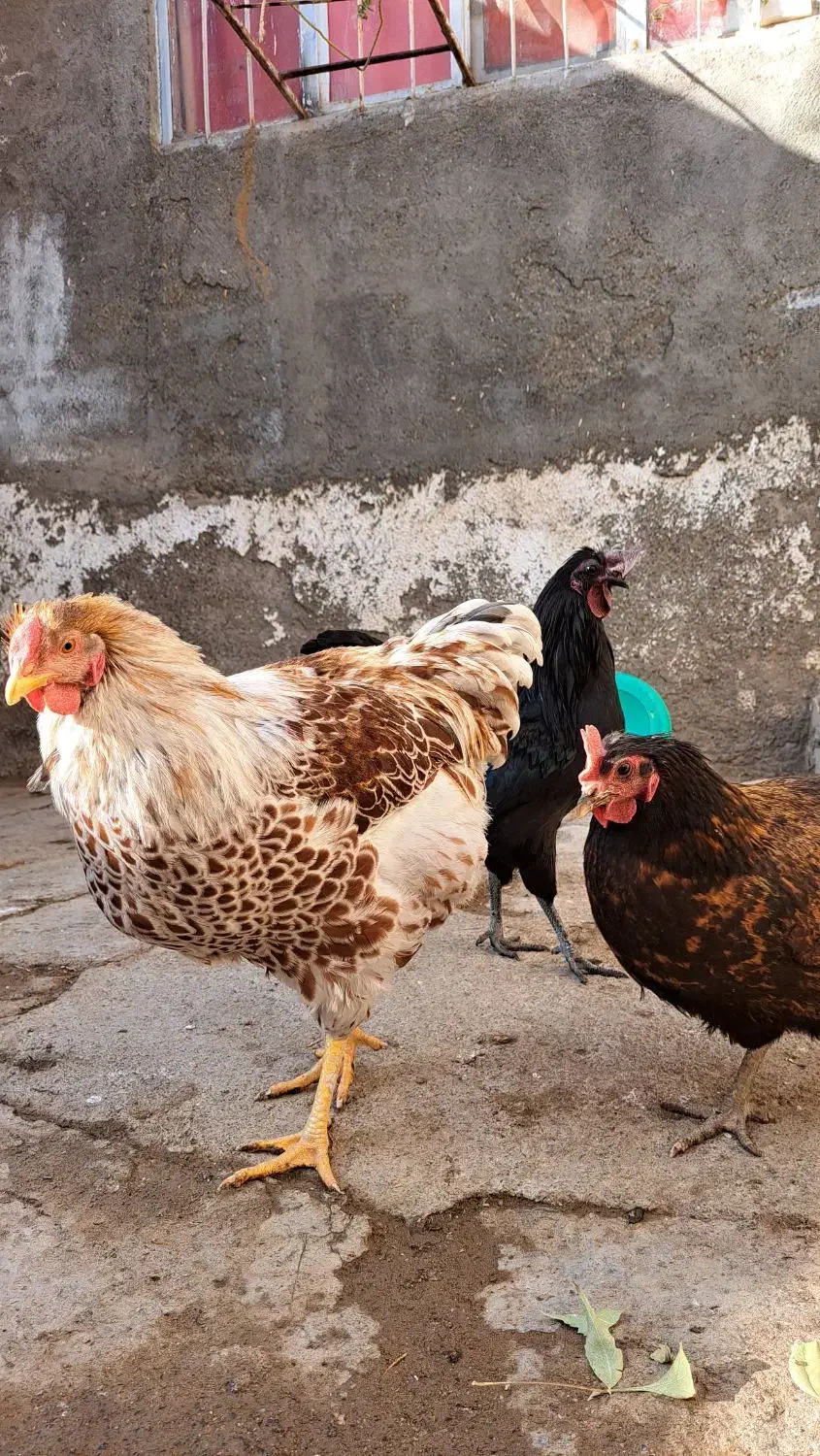 خروس ویاندوت اورنج،خروس چینی مشکی ومرغ چهل تاج|حیوانات مزرعه|مشهد, ویلاشهر|دیوار